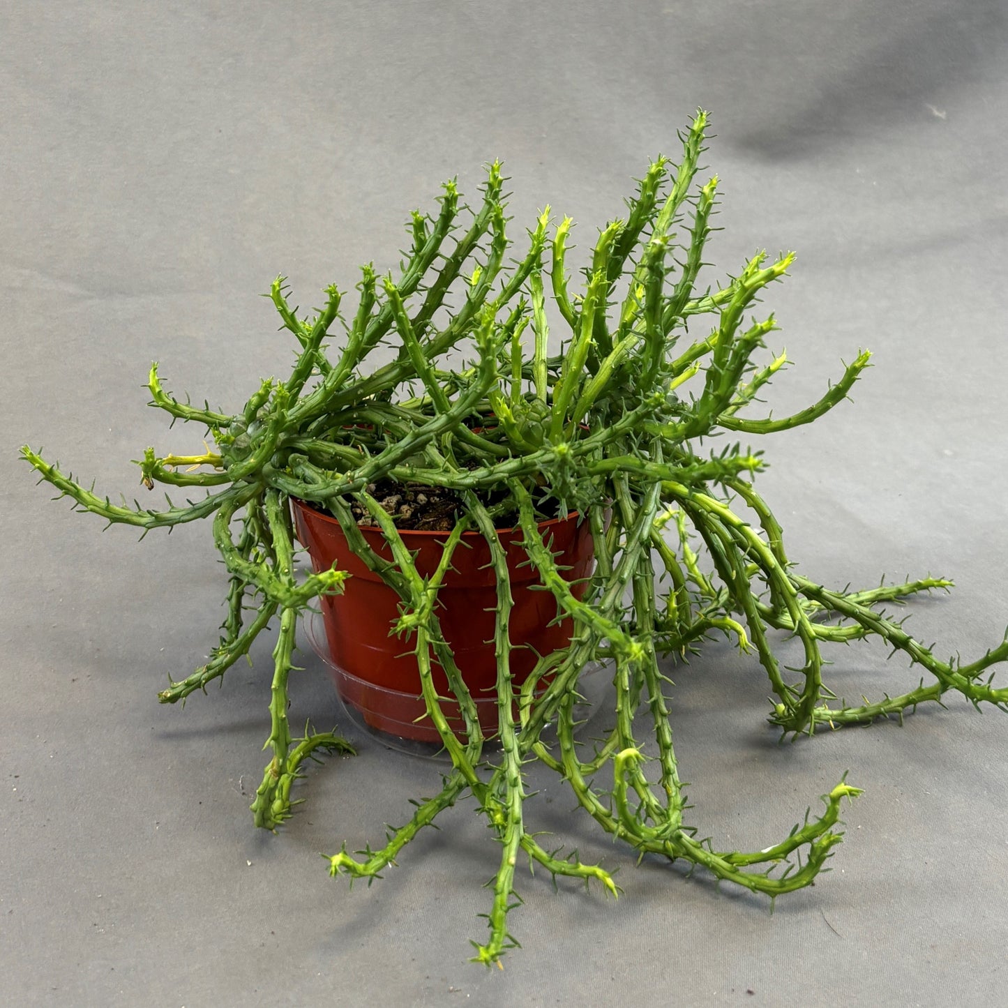 Medusa's Head