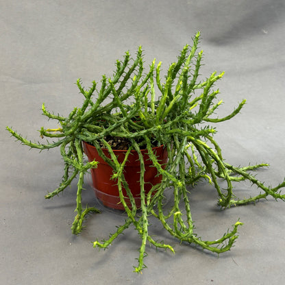 Medusa's Head
