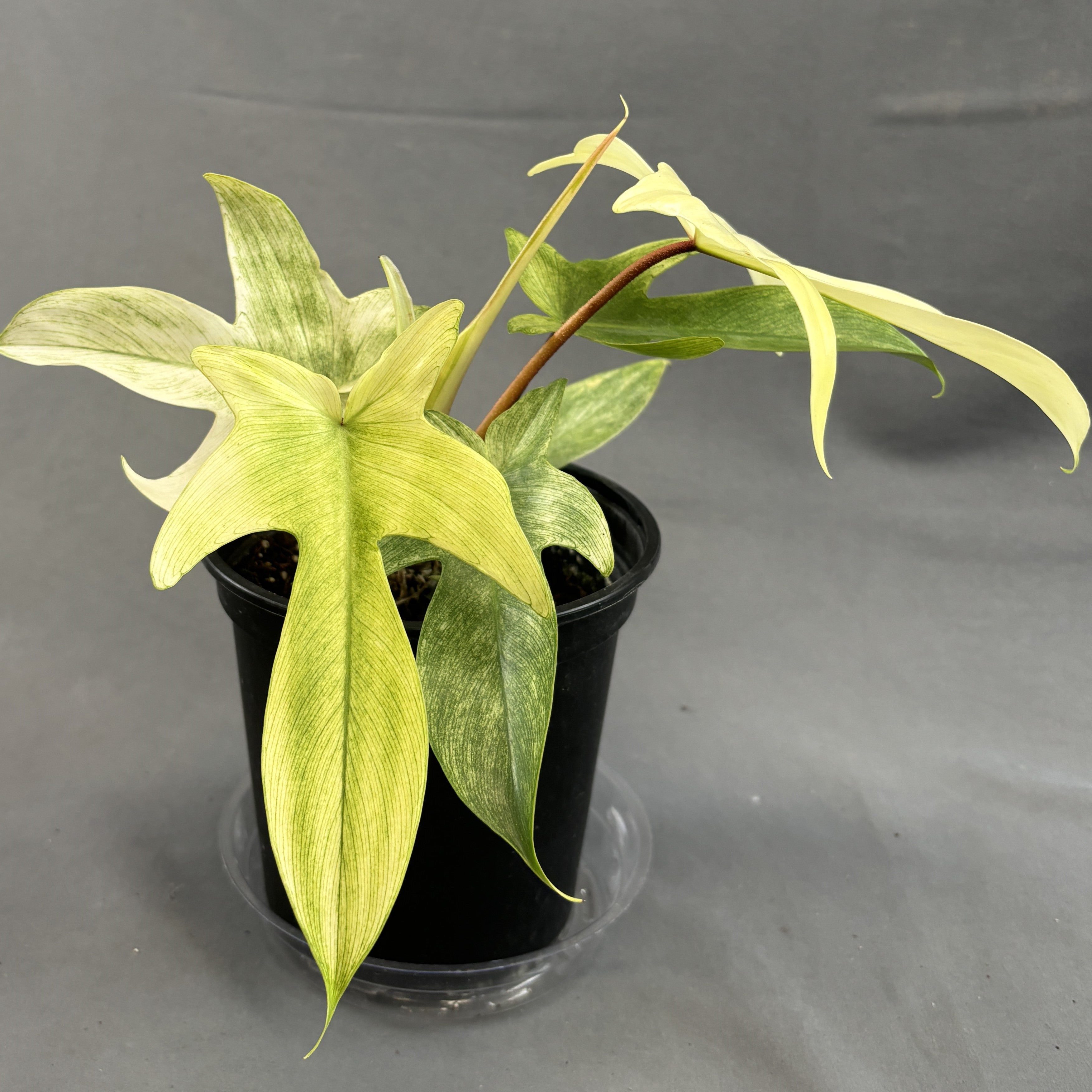 Philodendron 'Florida Ghost'
