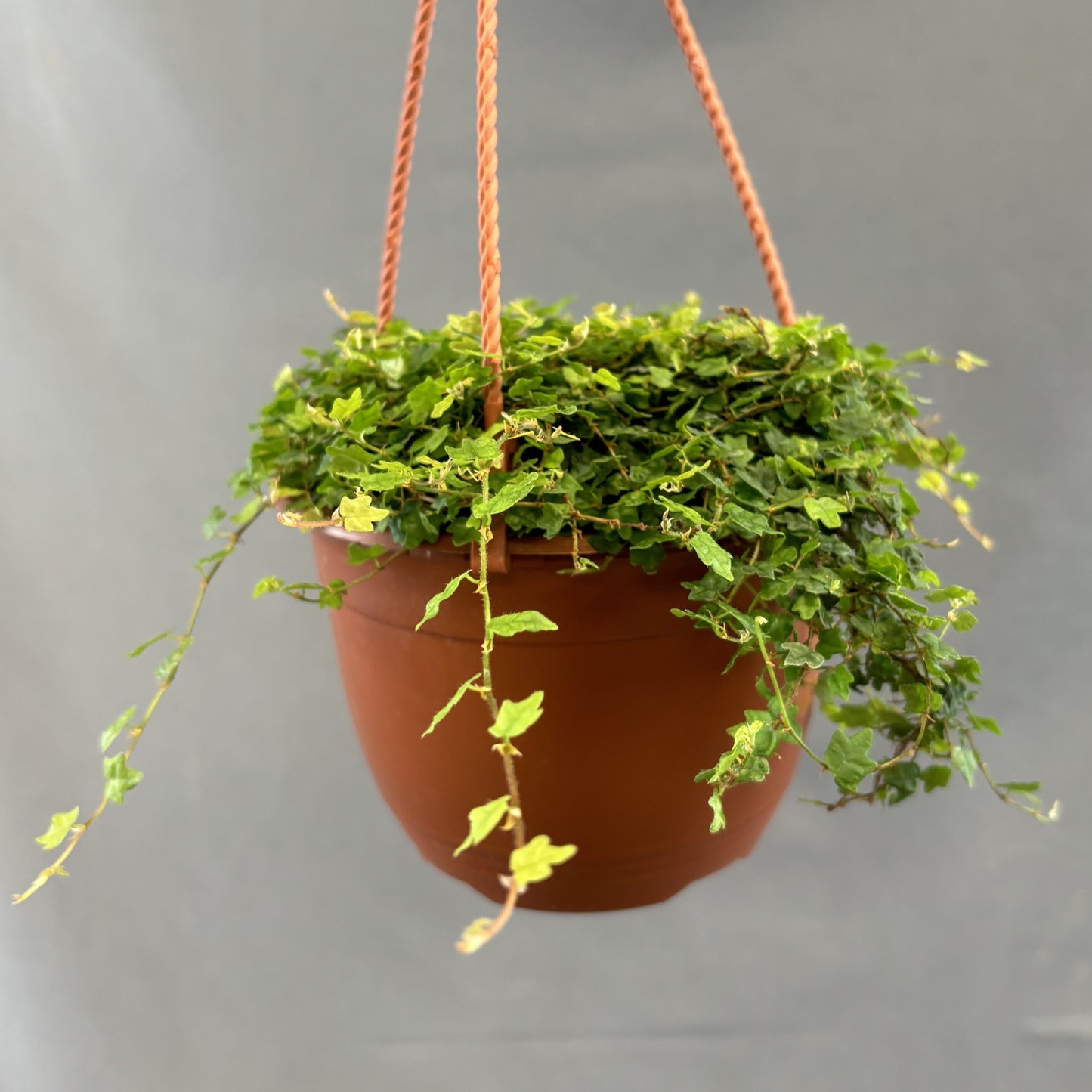 String of Frogs