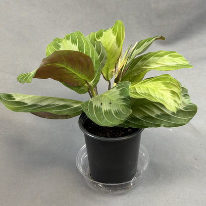 Maranta 'Silver Band'