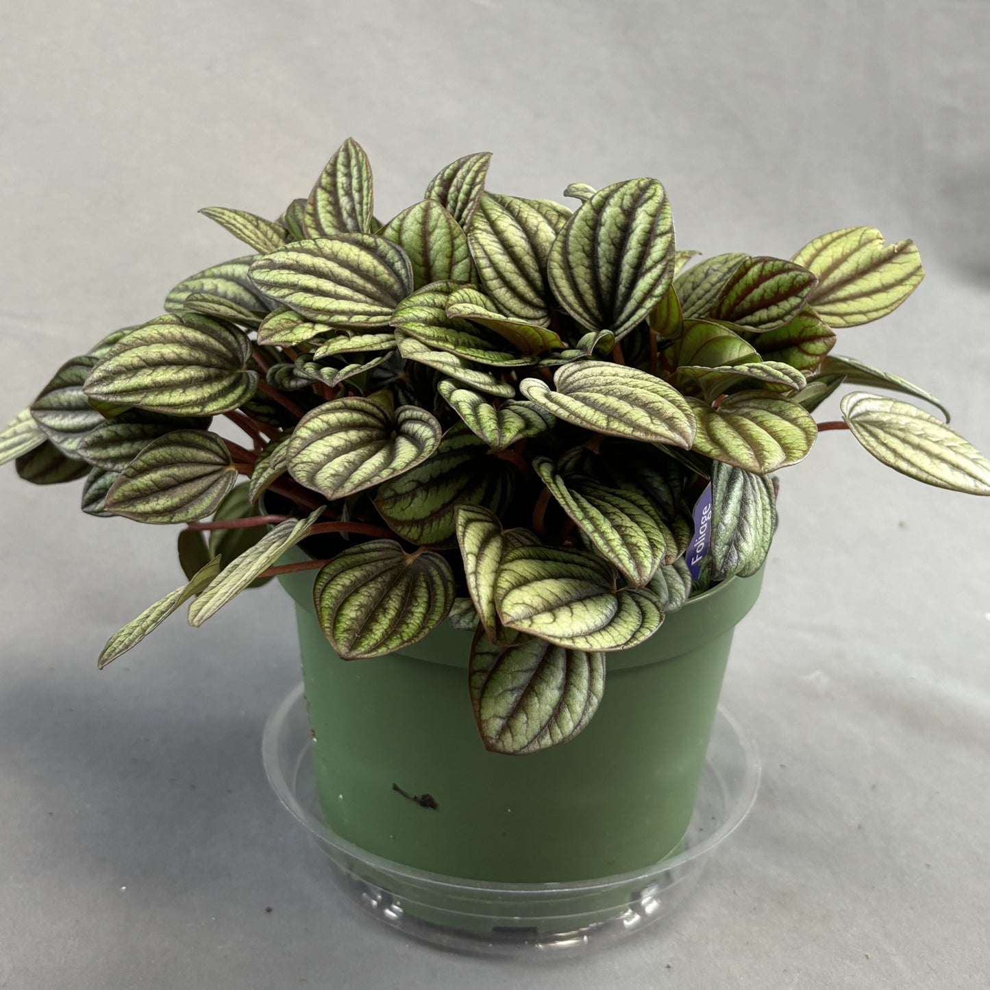 Peperomia 'Piccolo Banda'