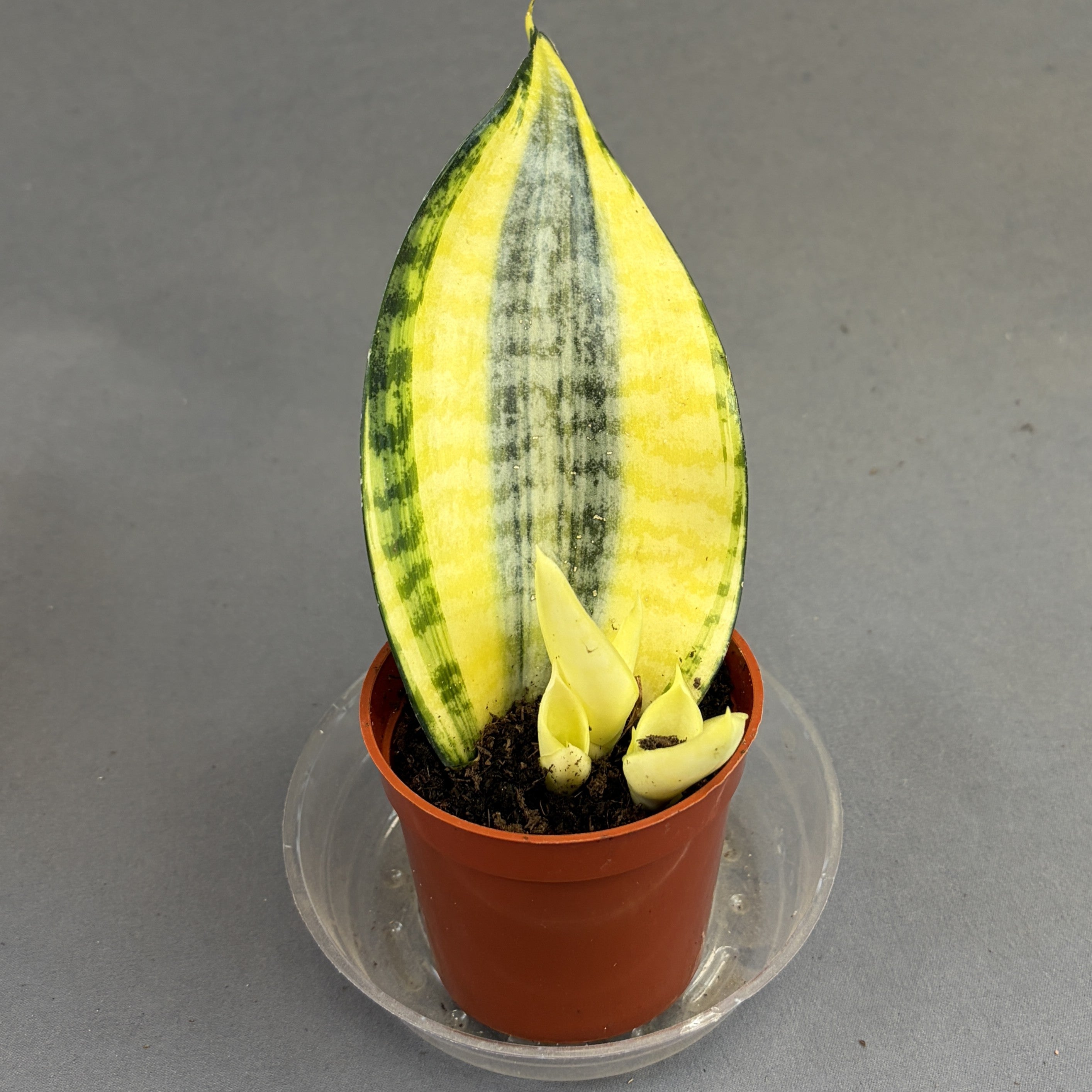 Snake Plant 'Koi Fin'