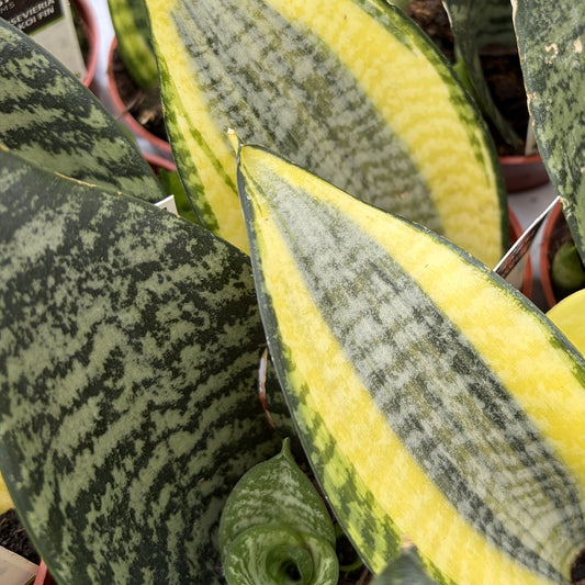 Snake Plant 'Koi Fin'