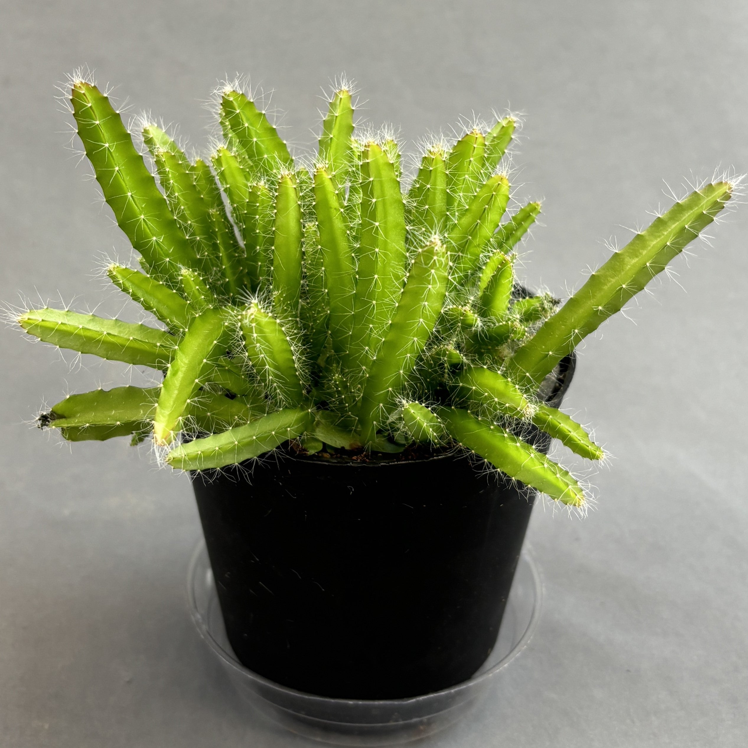 Dragon Fruit Cactus