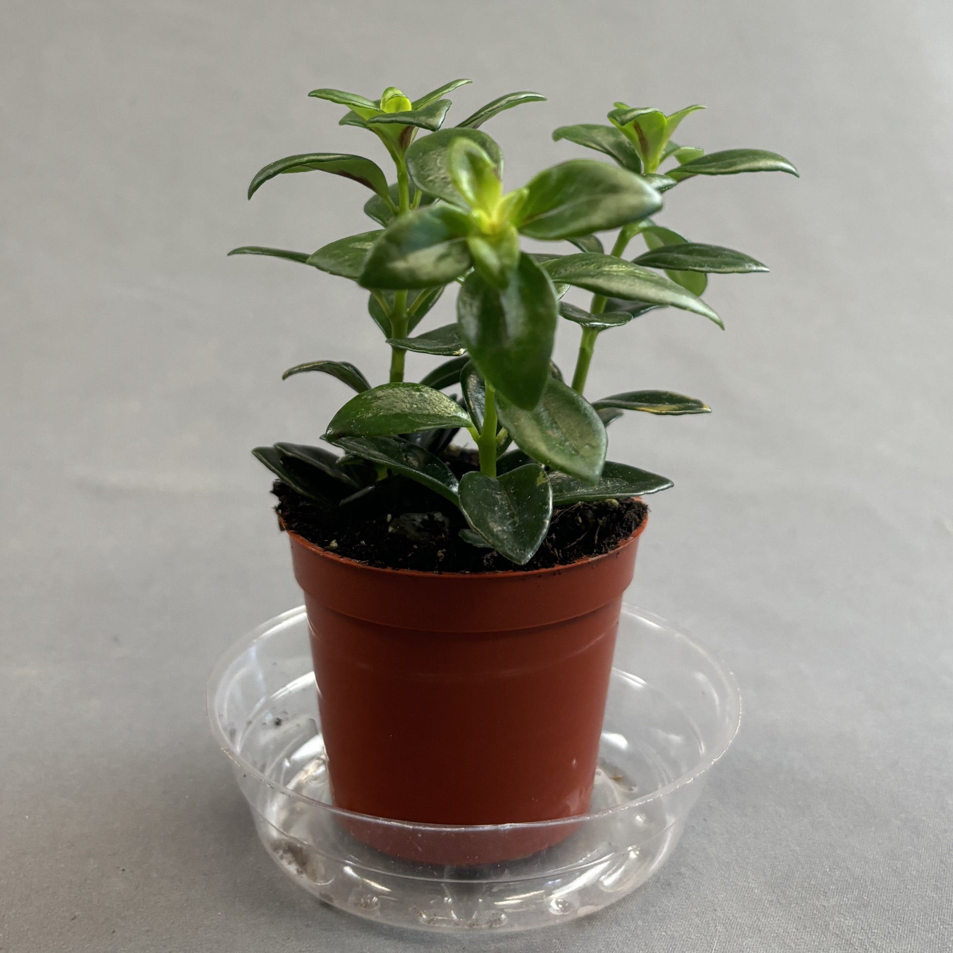 indoor goldfish plant Goldfish Plant - Flowering Houseplant with Red-Orange Blooms