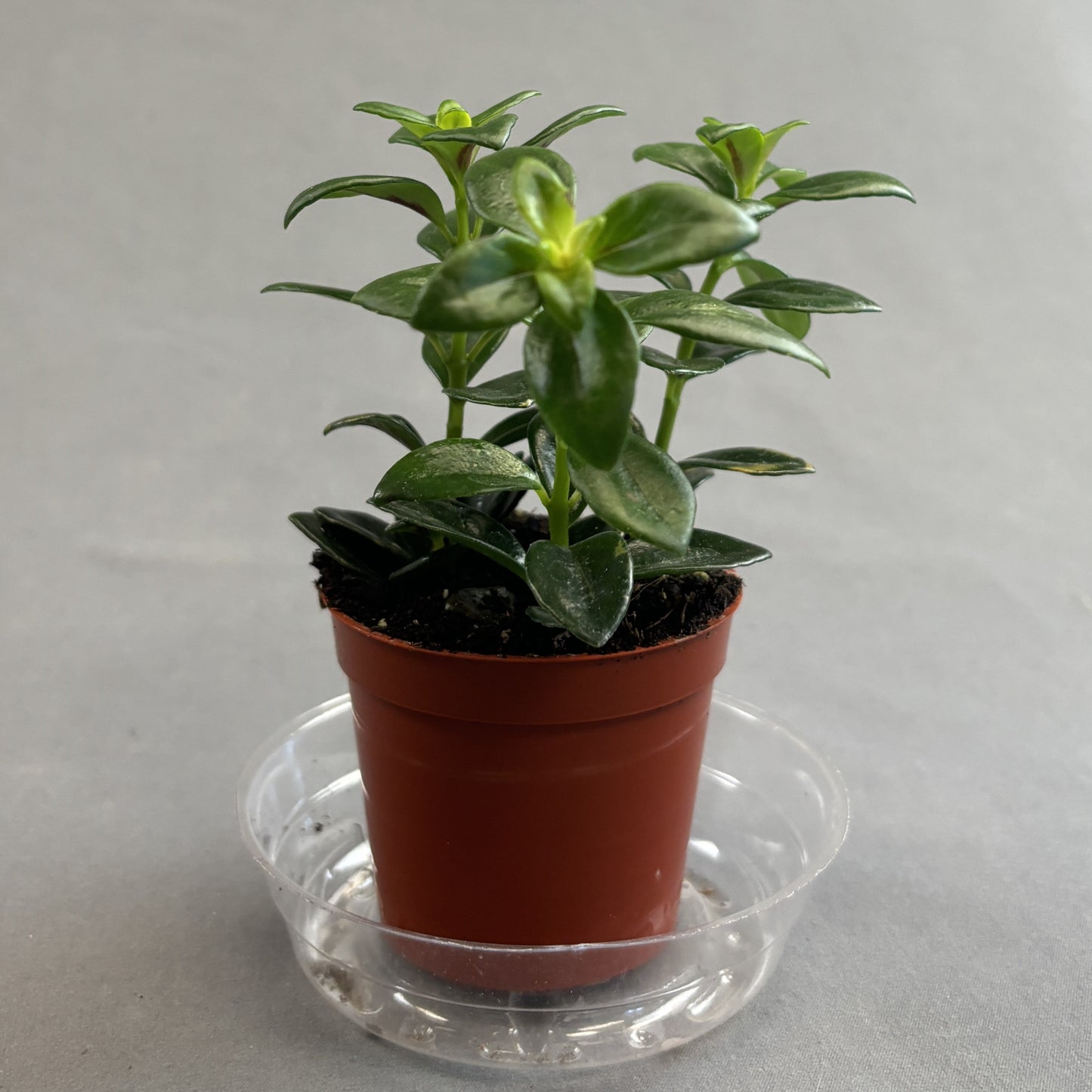 Goldfish Plant