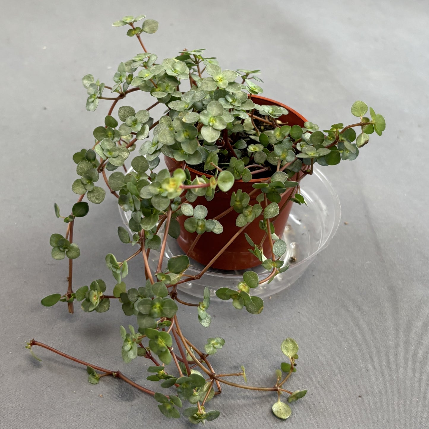 Pilea 'Aquamarine'