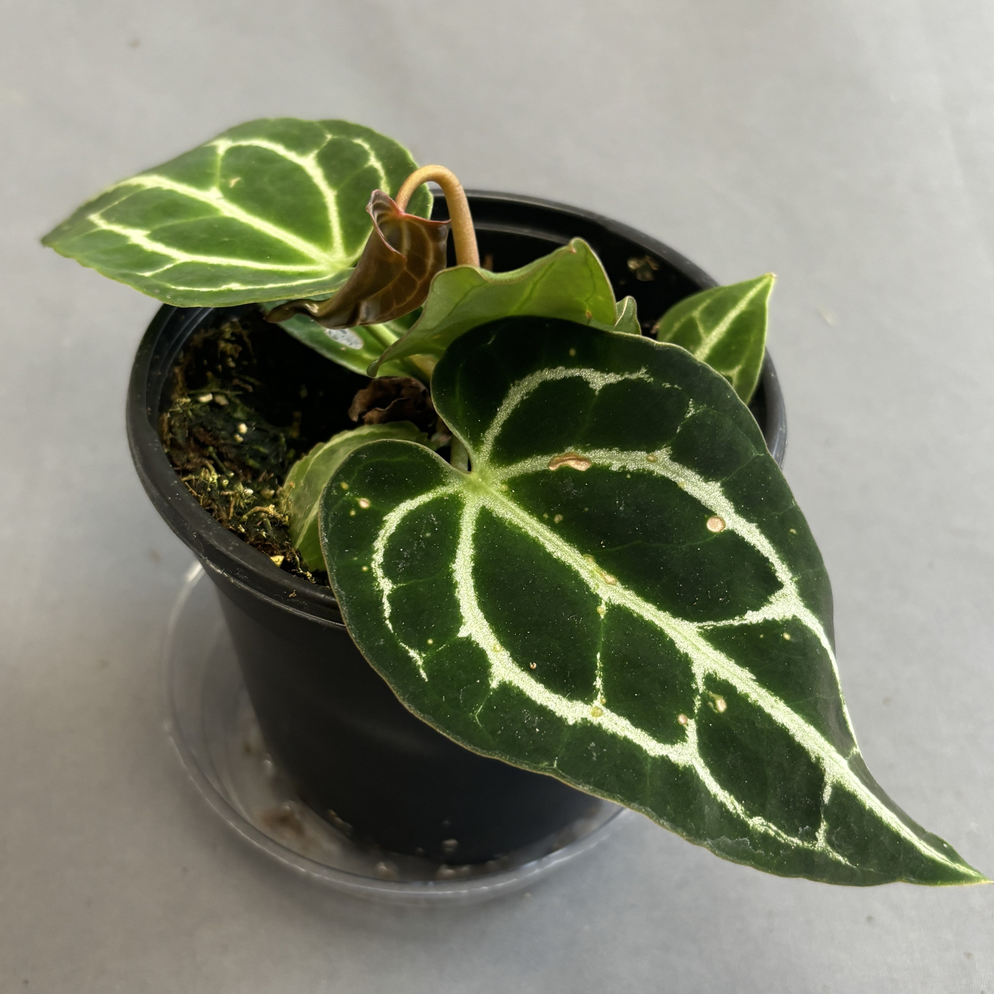 Anthurium 'Crystallinum '