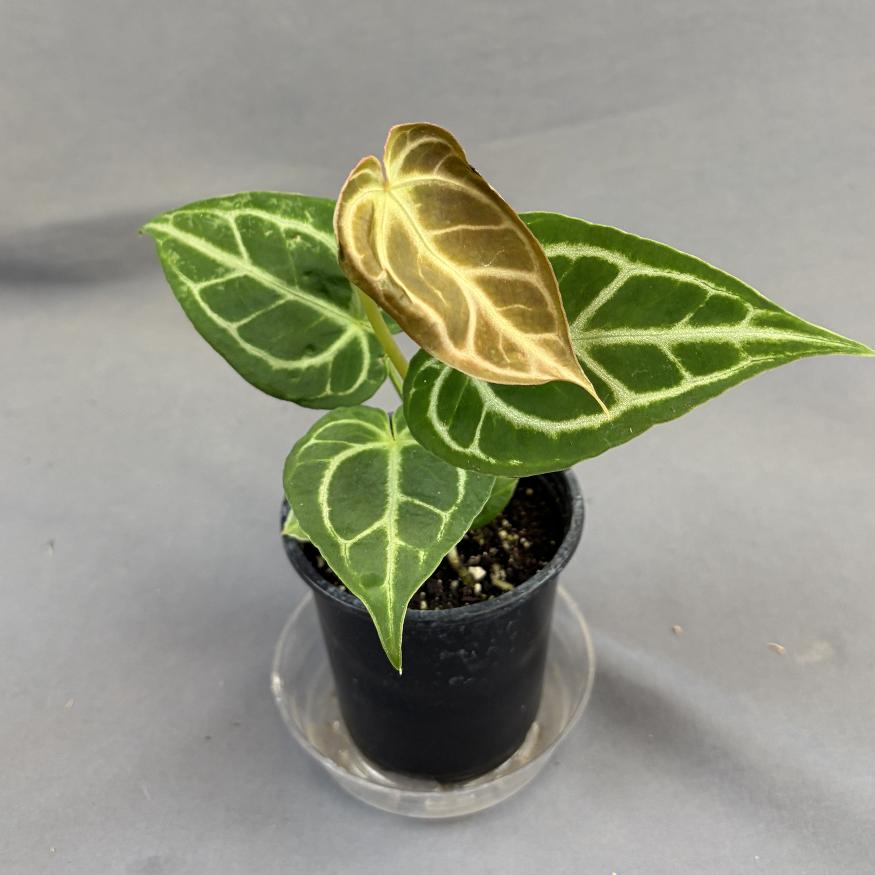 Anthurium 'Crystallinum Red'