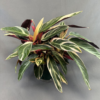 Stromanthe 'Triostar'
