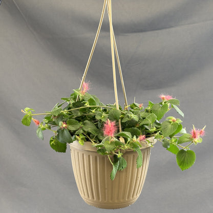 Chenille Plant