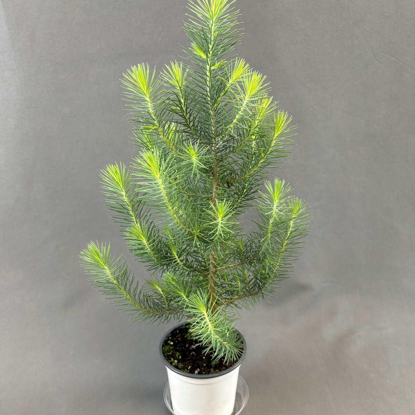 Stone Pine