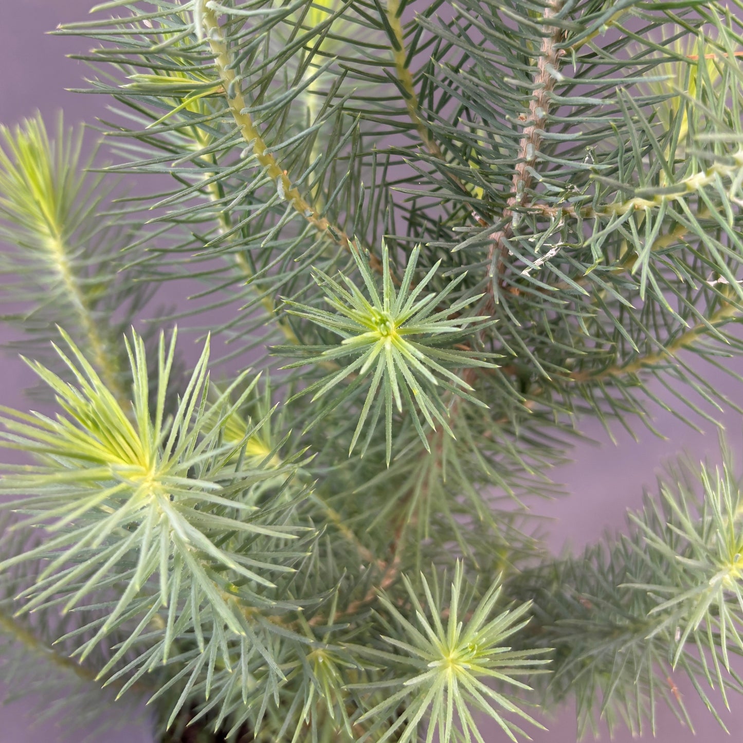 Stone Pine