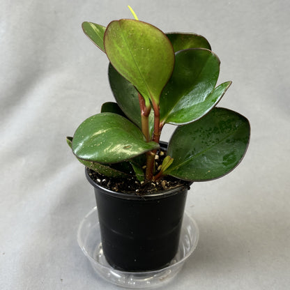Peperomia 'Red Margin'