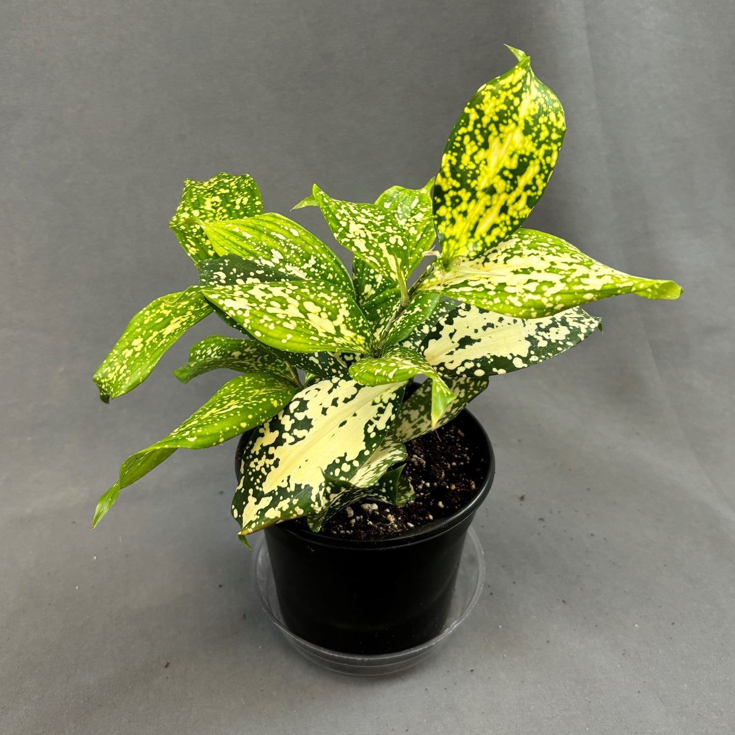 Dracaena Florida Beauty