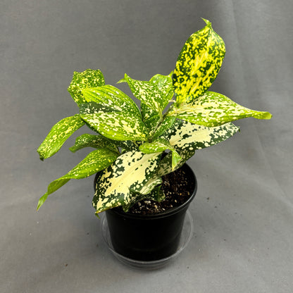 Dracaena Florida Beauty