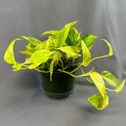 Pothos 'Neon Queen'