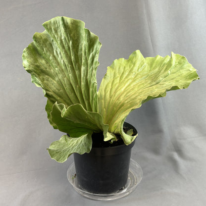 Staghorn Fern 'Elephant Ear'