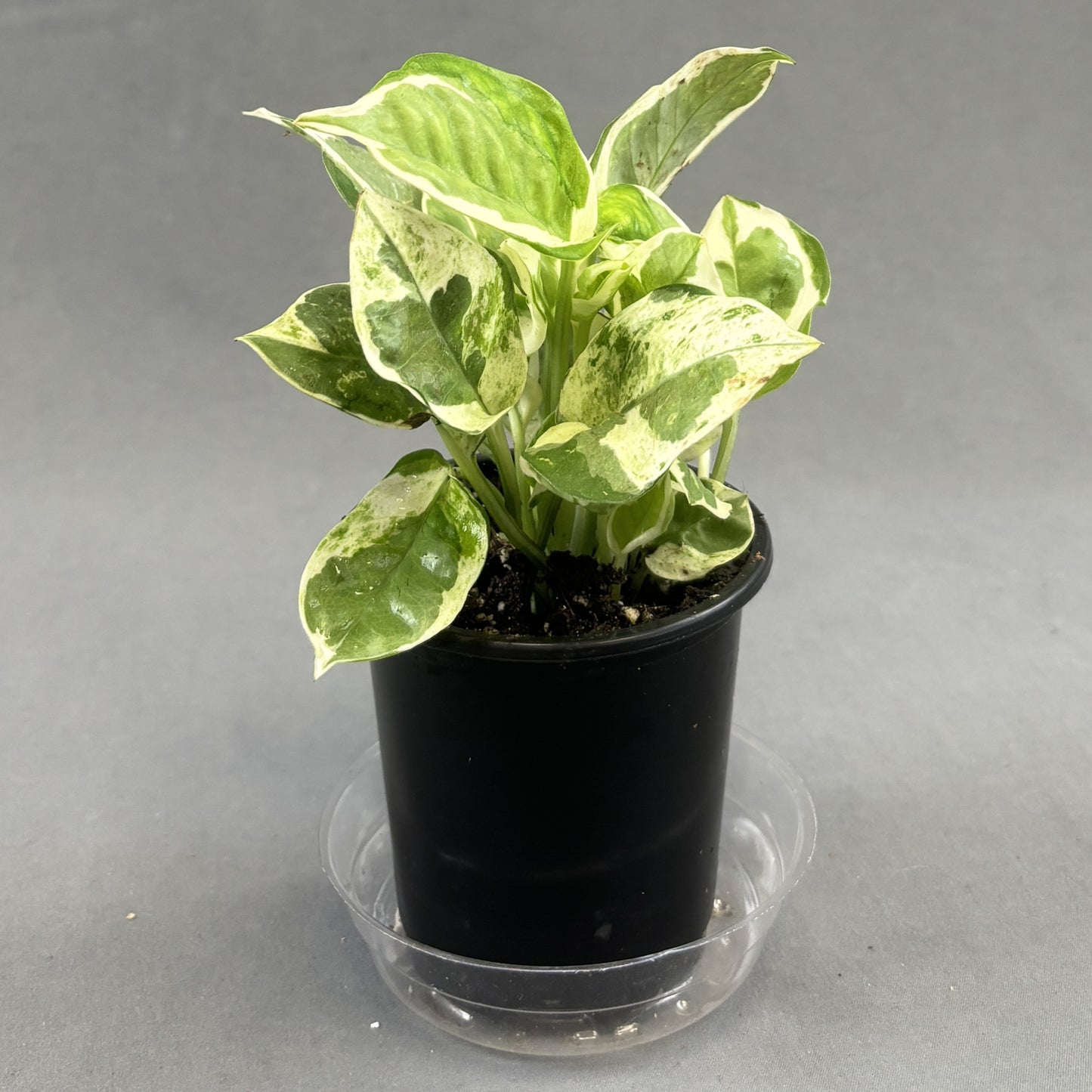Pothos 'N Joy'
