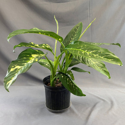 Dieffenbachia 'Puerto Rico'