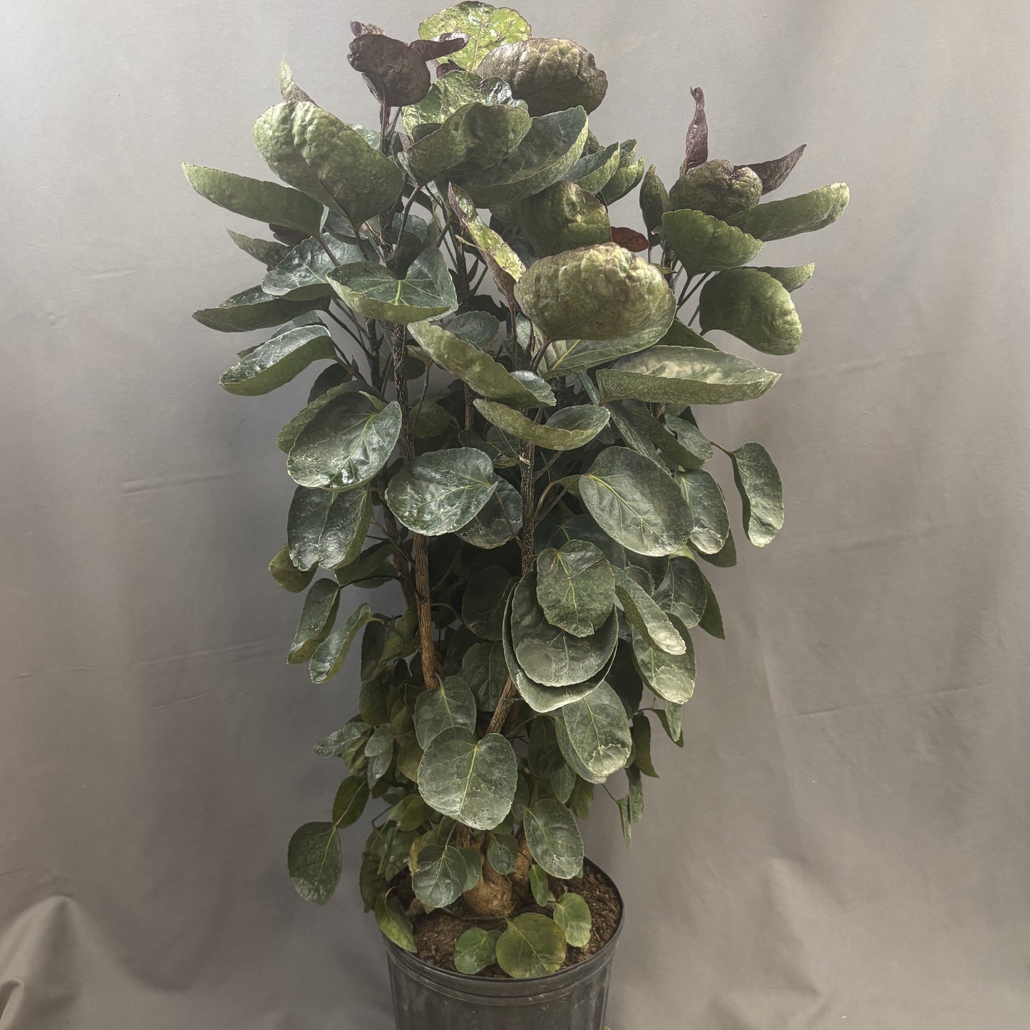 Aralia Fabian Stump