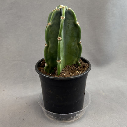 Cactus Cuddly