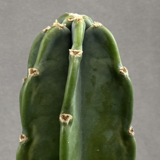 Cactus Cuddly