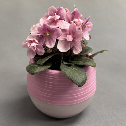 African Violets Assorted