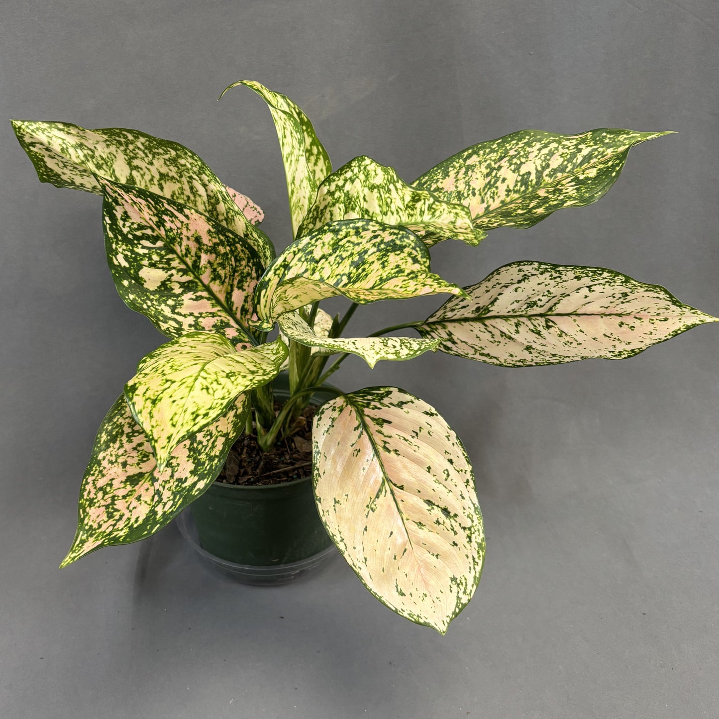 Aglaonema 'Etta Rose'