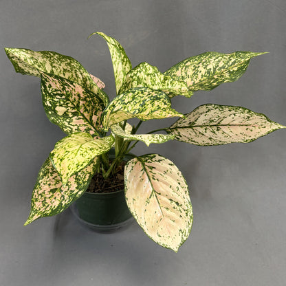 Aglaonema 'Etta Rose'