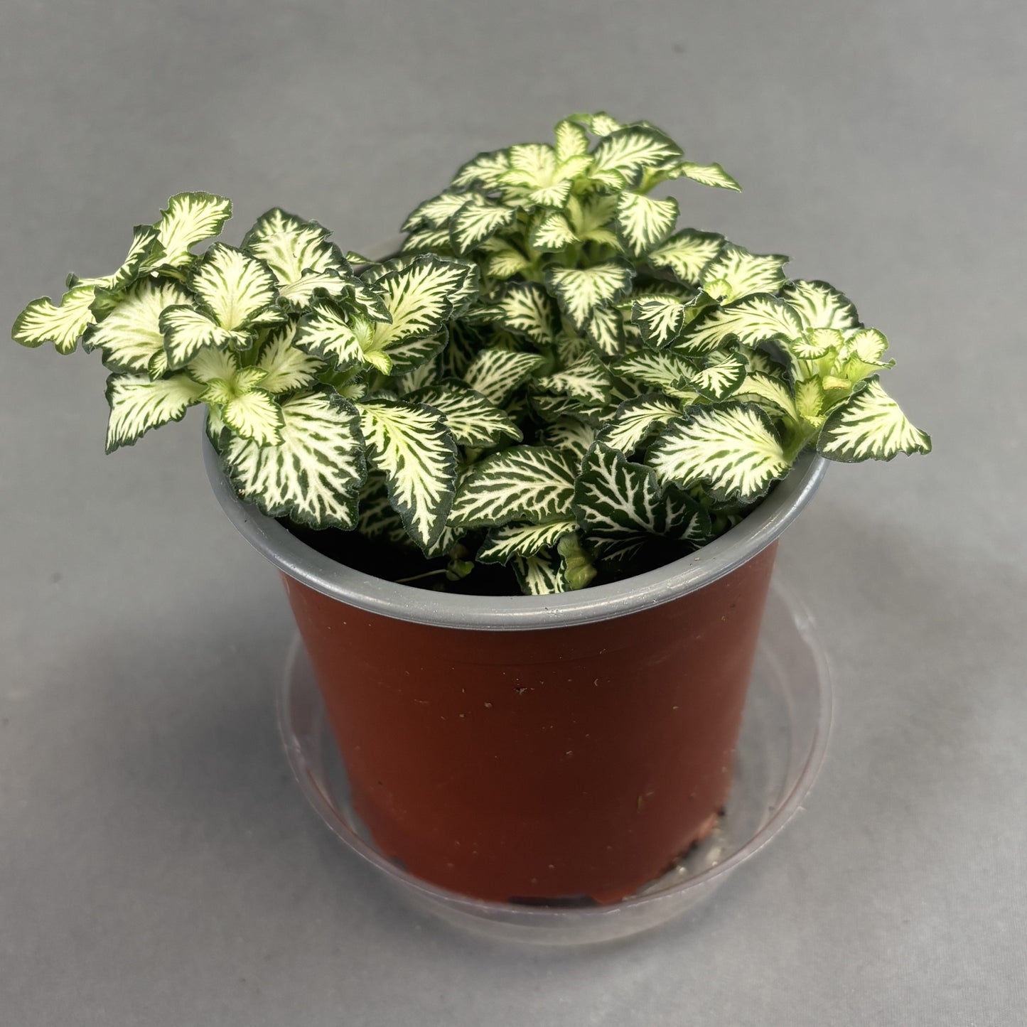 Fittonia albivenis