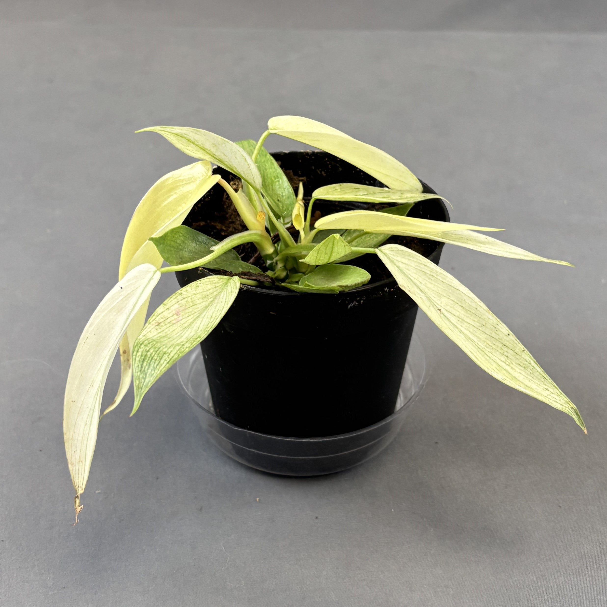 Philodendron 'Florida Ghost'