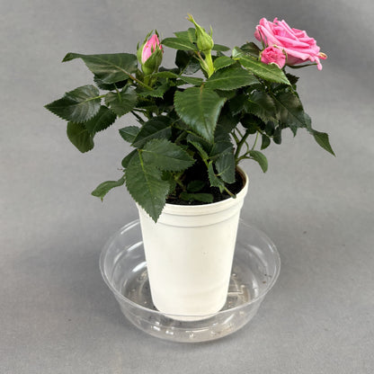 Mini Rose Bush Assorted