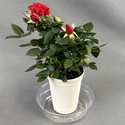 Mini Rose Bush Assorted