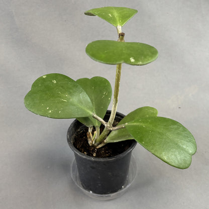 Hoya Heart Vine