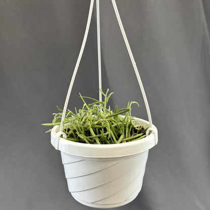 Needle Leaf Wax Vine