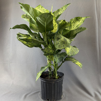 Dieffenbachia 'Cheetah'