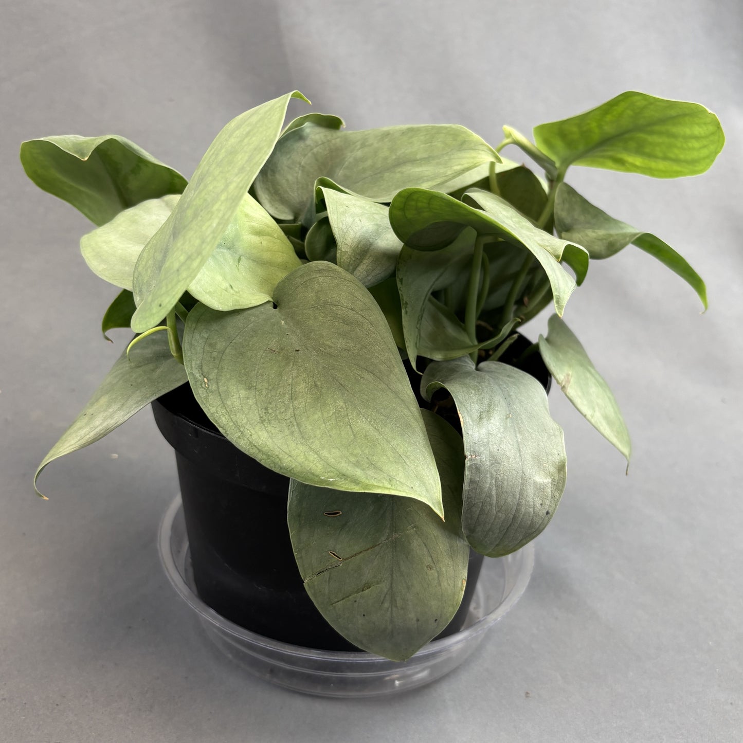 Satin Pothos 'Java Platinum'