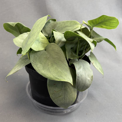 Satin Pothos 'Java Platinum'