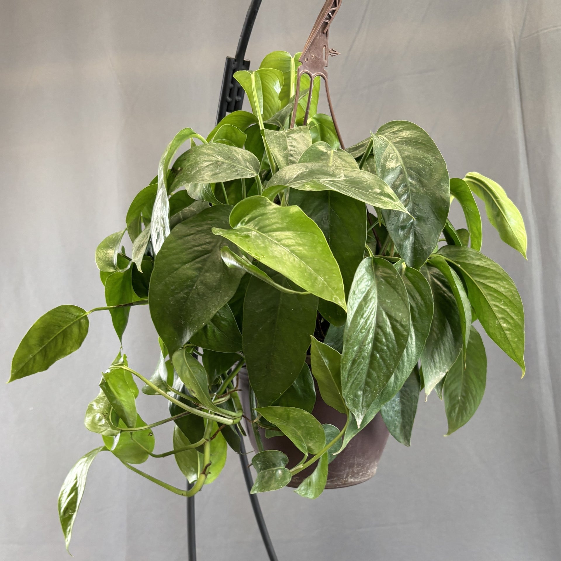pothos dragon tail Pothos 'Dragon Tail' – Scott's Nursery Ltd