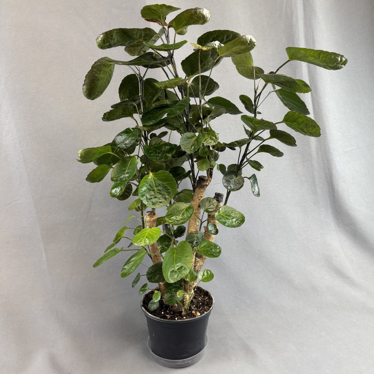 Aralia Fabian Stump