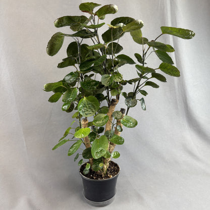 Aralia Fabian Stump