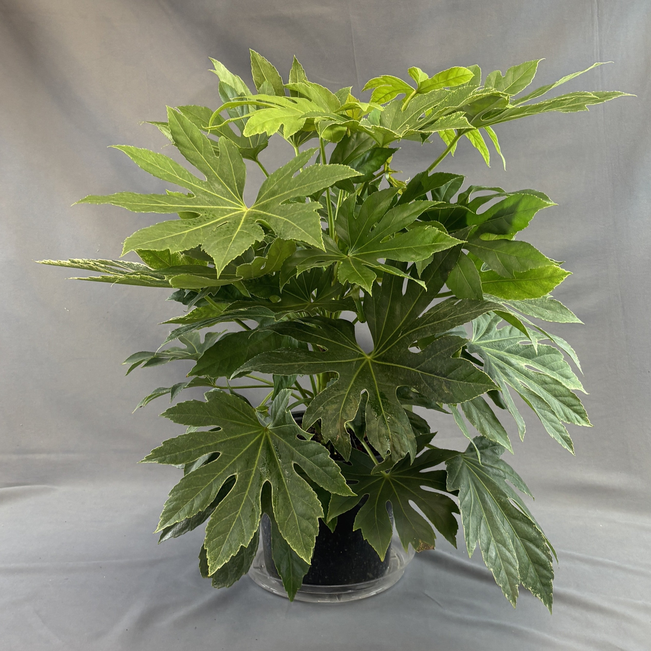 Paperplant (Fatsia Japonica)