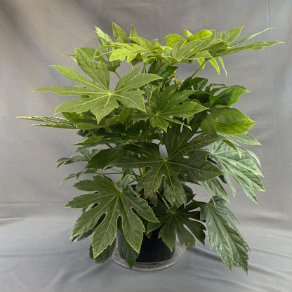 Paperplant (Fatsia Japonica)