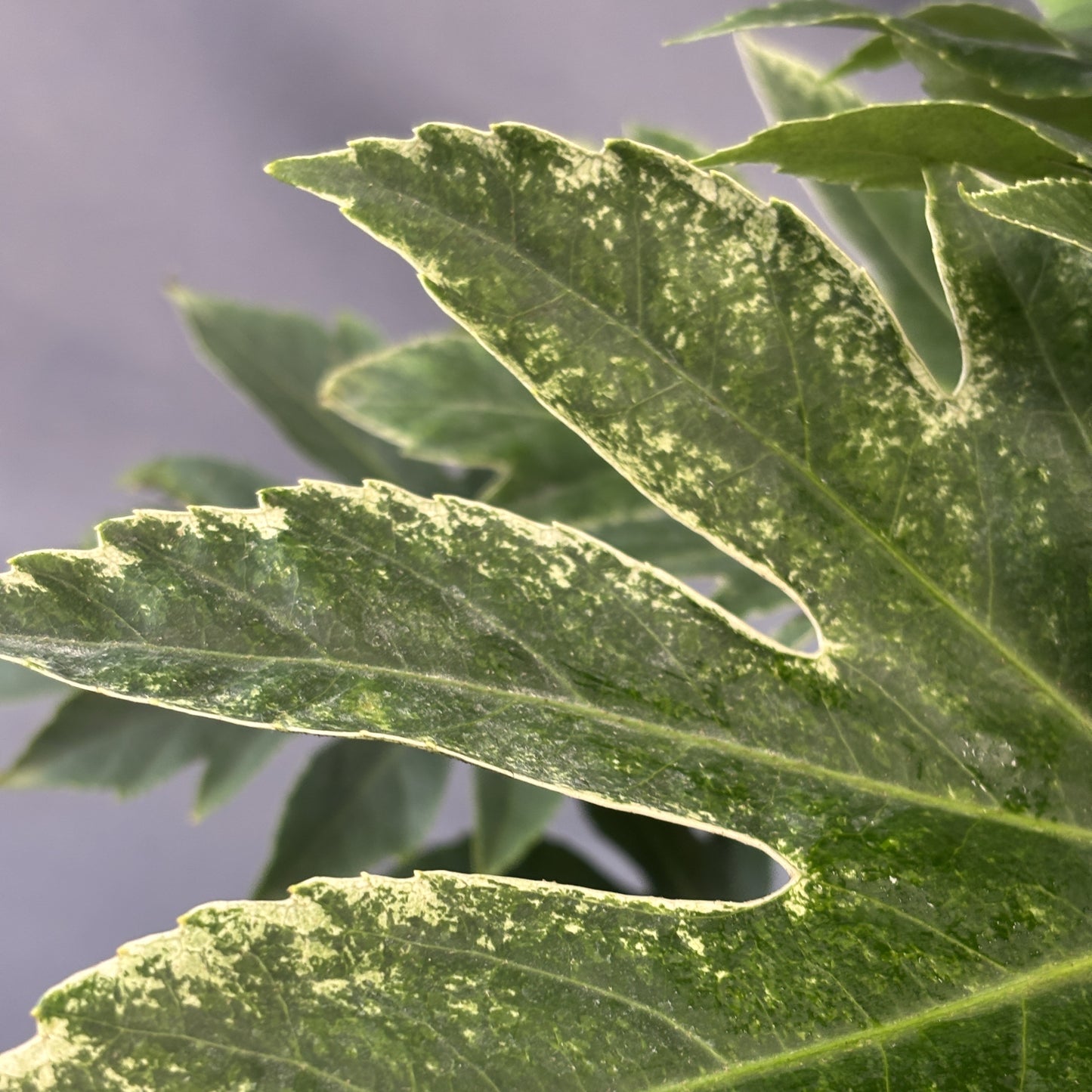 Paperplant (Fatsia Japonica)