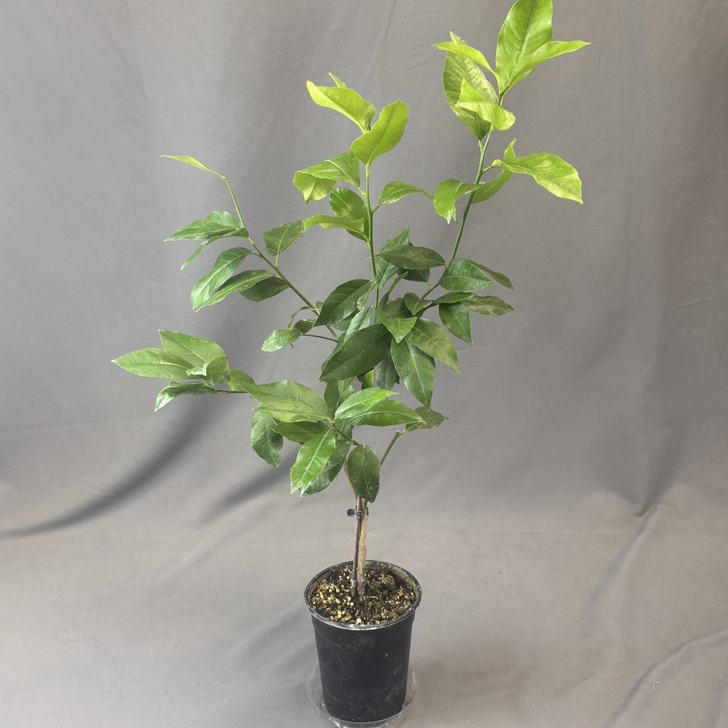 Citrus 'Lemon'