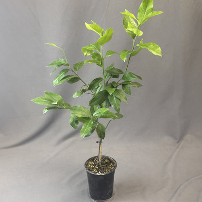 Citrus 'Lemon'