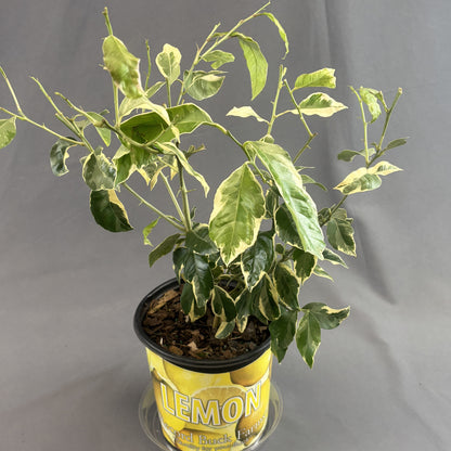 Citrus 'Lemon'