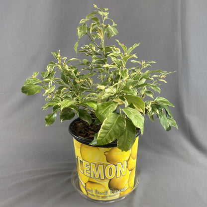 Citrus 'Lemon'